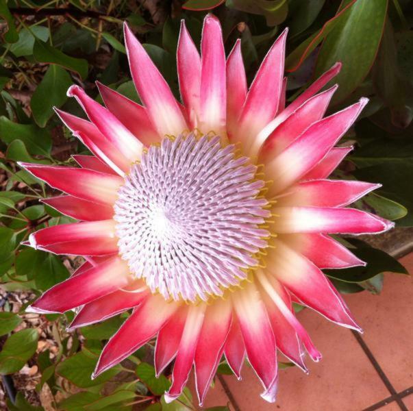 Protea Cottage ジョージ エクステリア 写真